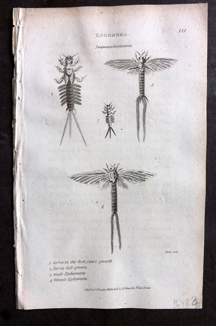 Shaw, George 1809 Antique Print. Ephemera Mayfly 121: Copper Plate Published 1809 by G.Kearsley, London for "Zoological Lectures..." by George Shaw. Paper Size: 8.5 x 5 inch (22 x 13cm) Very minor text offsetting.