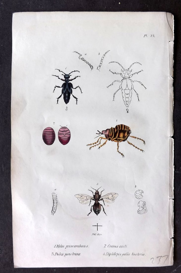 Stephenson, John 1838 Hand Col Print. Chego, Oil Beetle, Cochineal Insect 27: Hand Colored Lithograph Published 1838, London for "Medical Zoology and Mineralogy" by John Stephenson. Paper Size: 9.5 x 6 inch (24 x 15cm) Good Condition