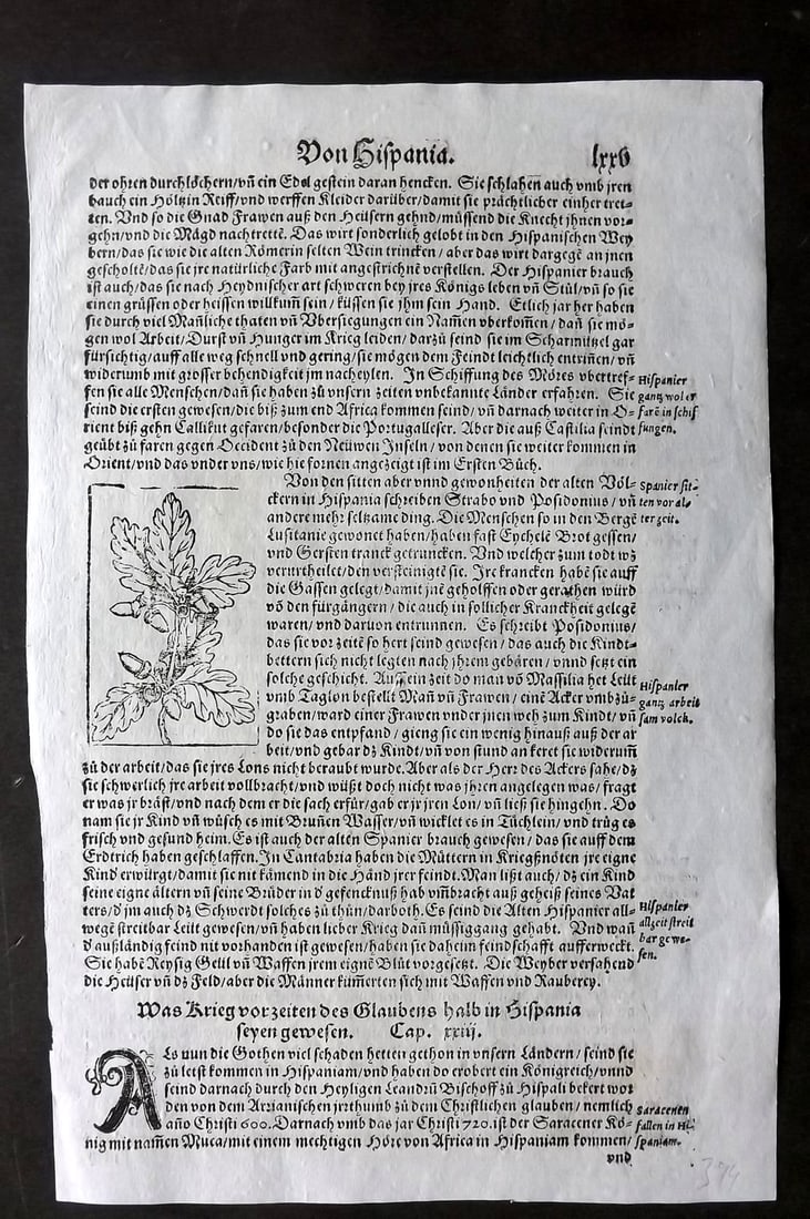 Munster, Sebastian 1578 Early Woodcut. Spanish Acorn, Botanical: Woodcut Published 1578, Basel for the "Cosmographia" by Sebastian Munster. Printed both sides. Paper Size: 12 x 8 inch (30 x 20cm) Approx. Good Condition