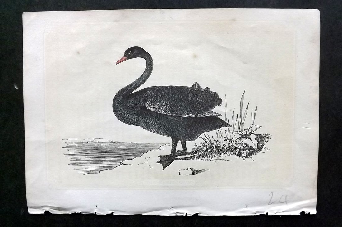 Bicknell, W. I. 1851 Antique Bird Print. Black Swan: Woodblocks Published 1851, London for "The Natural History of the Sacred Scriptures" by W. I. Bicknell. Paper Size: 6.5 x 5 inch (16.5 x 13cm) Good Condition