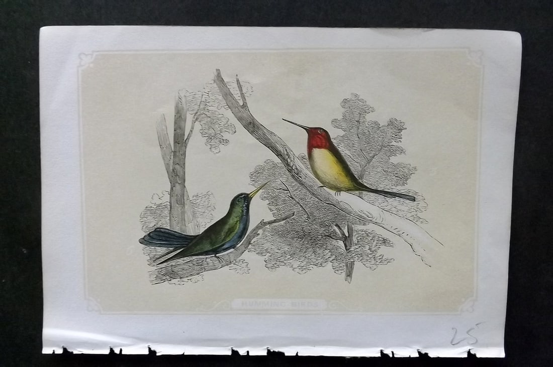 Bicknell, W. I. 1851 Antique Bird Print. Hummingbirds: Woodblocks Published 1851, London for "The Natural History of the Sacred Scriptures" by W. I. Bicknell. Paper Size: 6.5 x 5 inch (16.5 x 13cm) A couple of tiny background tone spots. Good Condition