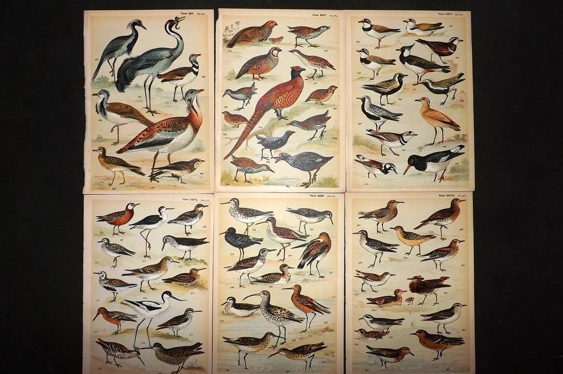 Gordon, W. J. C1900 Lot of 6 Antique Bird Prints: Chromolithograph Published C1900, London for the "Our Country's" Series by W. J. Gordon. Paper Size: 7.5 x 5 inch (19 x 13cm) Good Condition