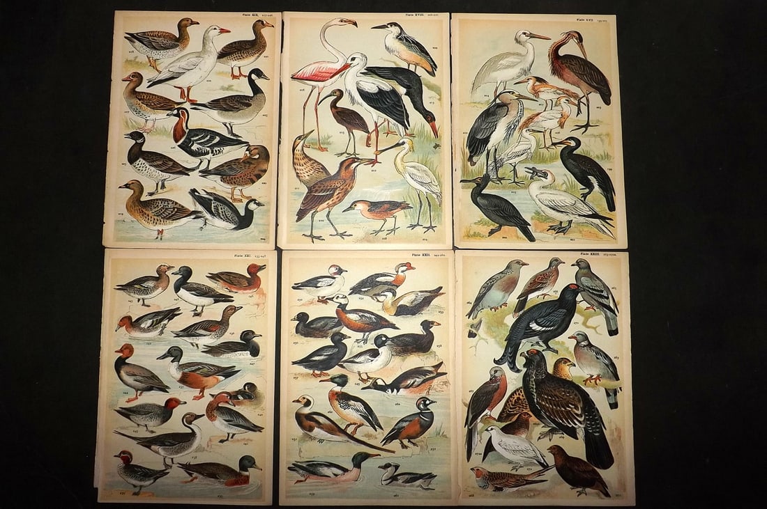 Gordon, W. J. C1900 Lot of 6 Antique Bird Prints: Chromolithograph Published C1900, London for the "Our Country's" Series by W. J. Gordon. Paper Size: 7.5 x 5 inch (19 x 13cm) Good Condition