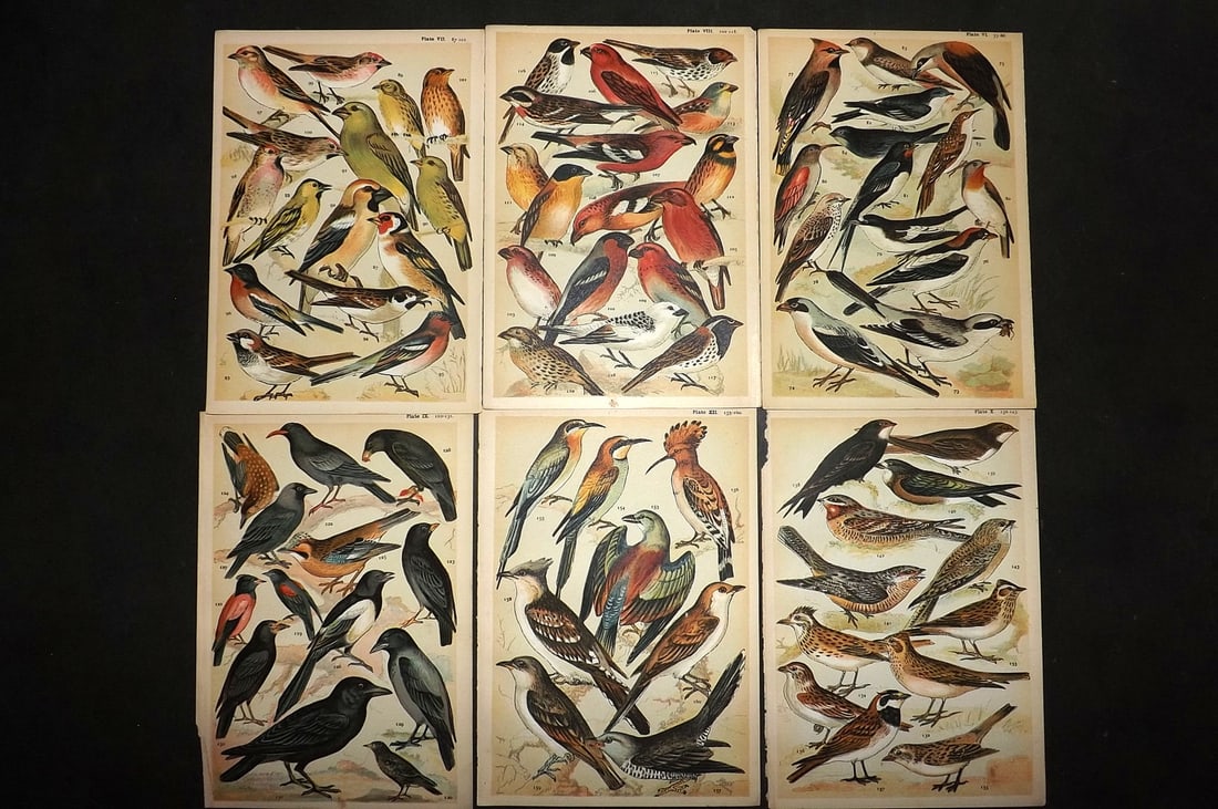 Gordon, W. J. C1900 Lot of 6 Antique Bird Prints: Chromolithograph Published C1900, London for the "Our Country's" Series by W. J. Gordon. Paper Size: 7.5 x 5 inch (19 x 13cm) Good Condition
