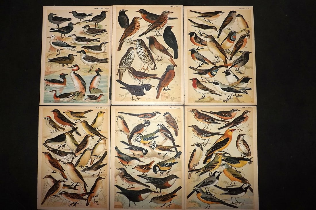 Gordon, W. J. C1900 Lot of 6 Antique Bird Prints: Chromolithograph Published C1900, London for the "Our Country's" Series by W. J. Gordon. Paper Size: 7.5 x 5 inch (19 x 13cm) Good Condition