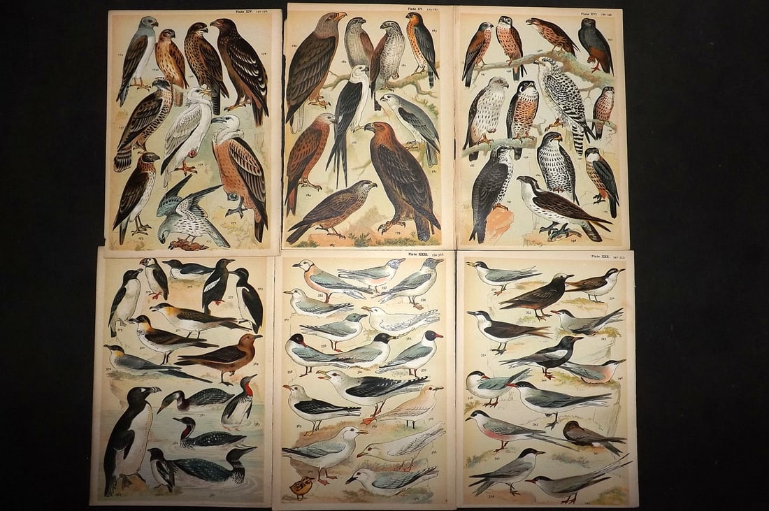 Gordon, W. J. C1900 Lot of 6 Antique Bird Prints: Chromolithograph Published C1900, London for the "Our Country's" Series by W. J. Gordon. Paper Size: 7.5 x 5 inch (19 x 13cm) Good Condition