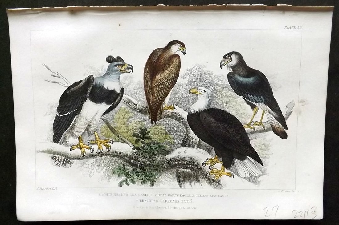 Goldsmith, Oliver 1866 HCol Bird Print. White Headed Sea Eagle, Grey Harpy Eagle 50: Hand Colored Steel Engraving Published 1866 by Blackie & Son, London for "A History of the Earth and Animated Nature"by Oliver Goldsmith. Paper Size: 9.5 x 6 inch (24 x 16cm) Good Condition