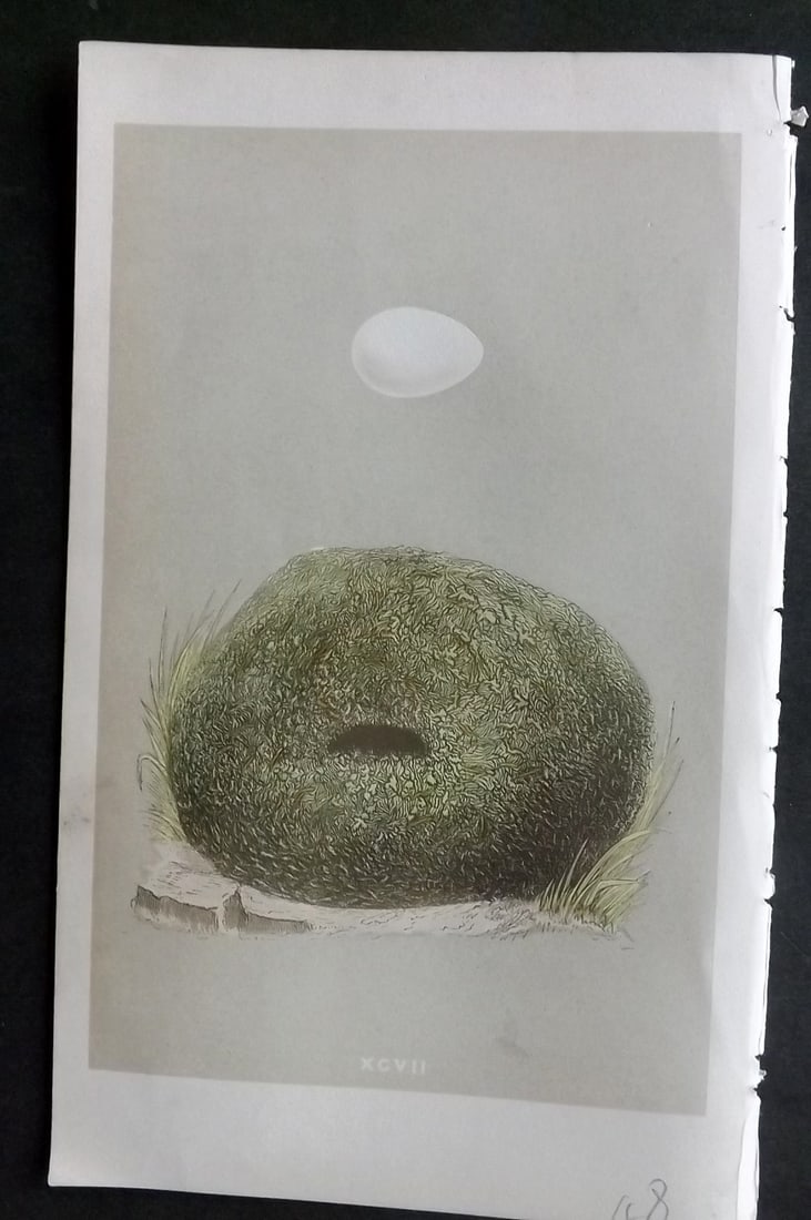 Morris, Francis 1855 Antique Bird Nest & Egg Print. Dipper 97: Woodblocks Published 1853-56, London for "A Natural History of the Nests and Eggs of British Birds" First Edition by the Rev. Francis Orpen Morris, printed Benjamin Fawcett. With accompanying descript