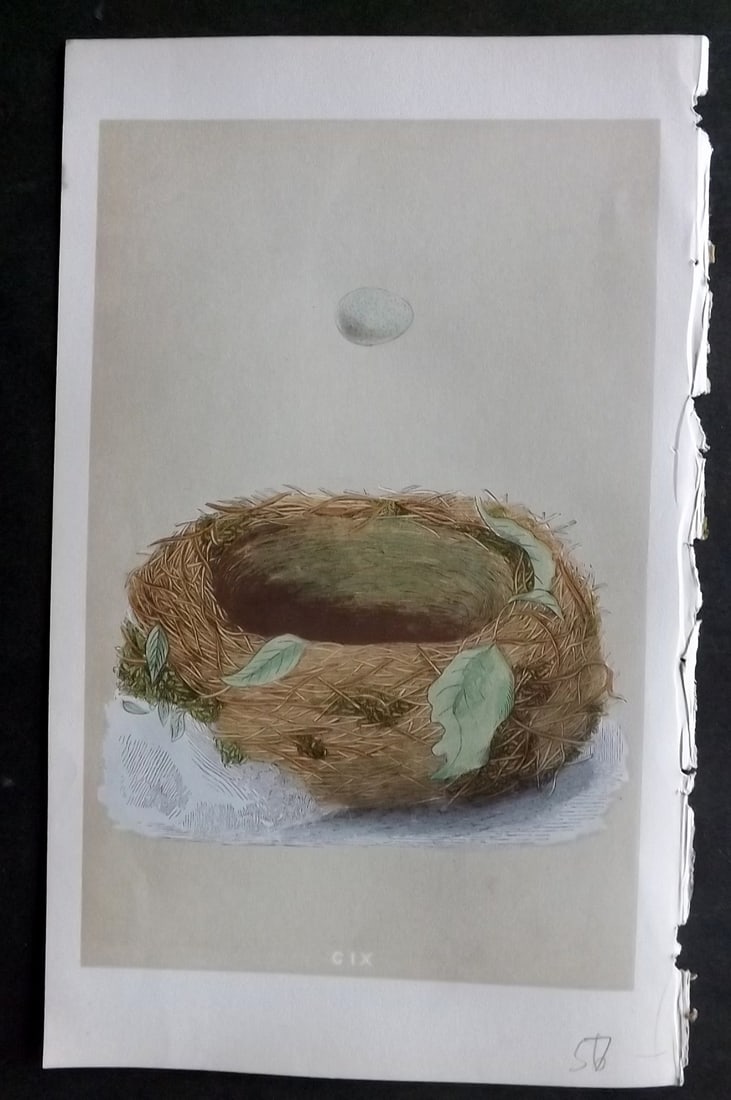 Morris, Francis 1855 Antique Bird Nest & Egg Print. Bluebreast 109: Woodblocks Published 1853-56, London for "A Natural History of the Nests and Eggs of British Birds" First Edition by the Rev. Francis Orpen Morris, printed Benjamin Fawcett. With accompanying descript