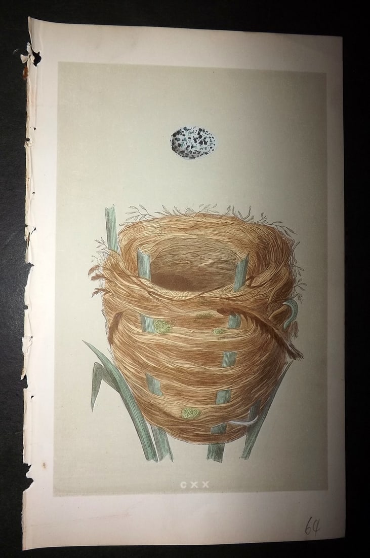 Morris, Francis 1855 Antique Bird Nest & Egg Print. Great Sedge Warbler 120: Woodblocks Published 1853-56, London for "A Natural History of the Nests and Eggs of British Birds" First Edition by the Rev. Francis Orpen Morris, printed Benjamin Fawcett. Lacking descriptive text.