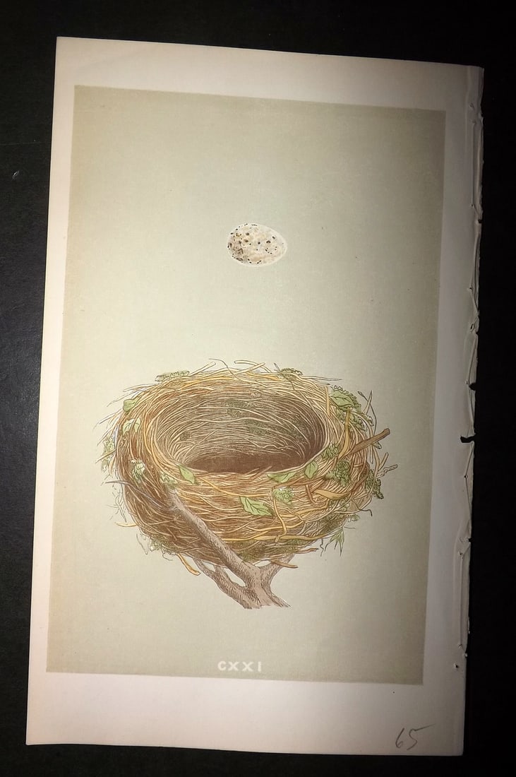Morris, Francis 1855 Antique Bird Nest & Egg Print. Blackcap 121: Woodblocks Published 1853-56, London for "A Natural History of the Nests and Eggs of British Birds" First Edition by the Rev. Francis Orpen Morris, printed Benjamin Fawcett. With accompanying descript