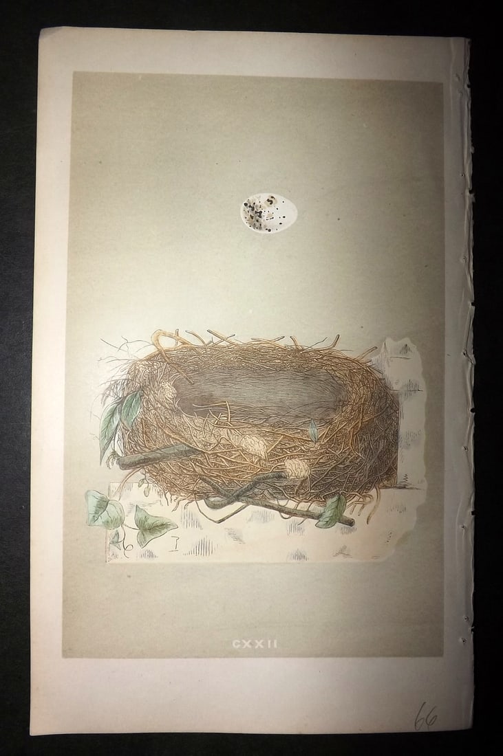 Morris, Francis 1855 Antique Bird Nest & Egg Print. Orphean Warbler 122: Woodblocks Published 1853-56, London for "A Natural History of the Nests and Eggs of British Birds" First Edition by the Rev. Francis Orpen Morris, printed Benjamin Fawcett. With accompanying descript