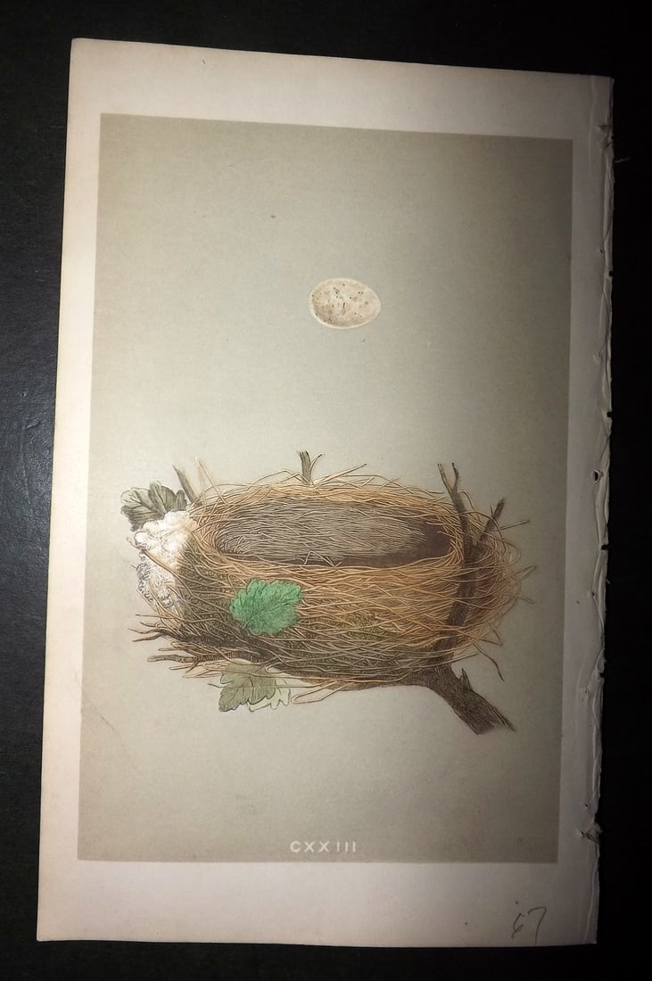 Morris, Francis 1855 Antique Bird Nest & Egg Print. Garden Warbler 123: Woodblocks Published 1853-56, London for "A Natural History of the Nests and Eggs of British Birds" First Edition by the Rev. Francis Orpen Morris, printed Benjamin Fawcett. With accompanying descript