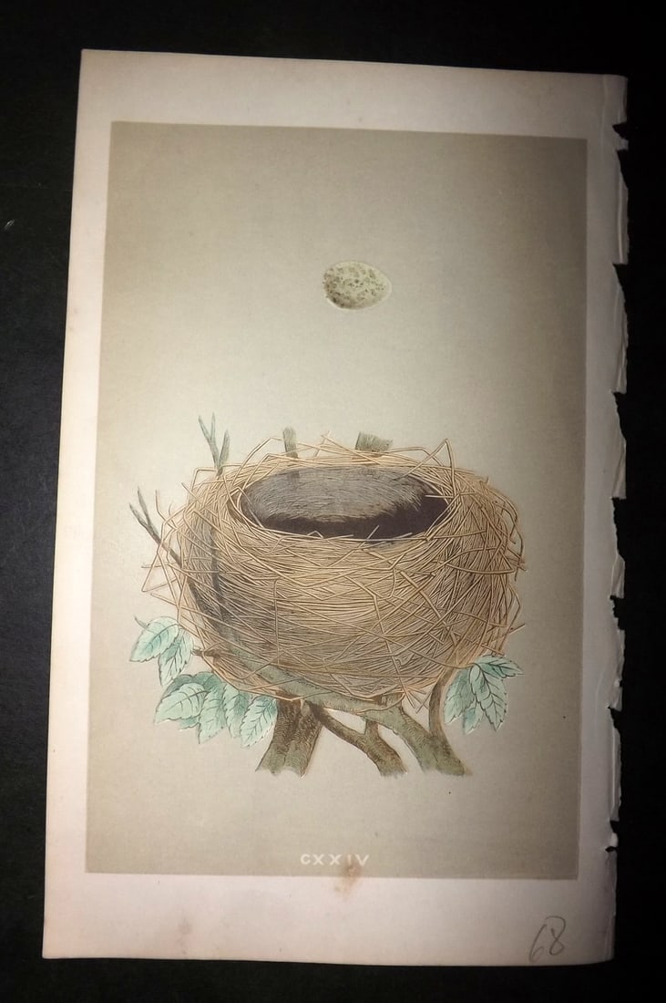 Morris, Francis 1855 Antique Bird Nest & Egg Print. Whitethroat 124: Woodblocks Published 1853-56, London for "A Natural History of the Nests and Eggs of British Birds" First Edition by the Rev. Francis Orpen Morris, printed Benjamin Fawcett. With accompanying descript