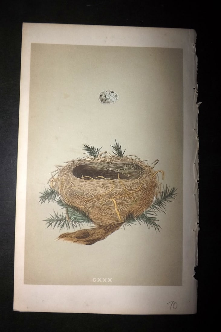 Morris, Francis 1855 Antique Bird Nest & Egg Print. Dartford Warbler 130: Woodblocks Published 1853-56, London for "A Natural History of the Nests and Eggs of British Birds" First Edition by the Rev. Francis Orpen Morris, printed Benjamin Fawcett. With accompanying descript
