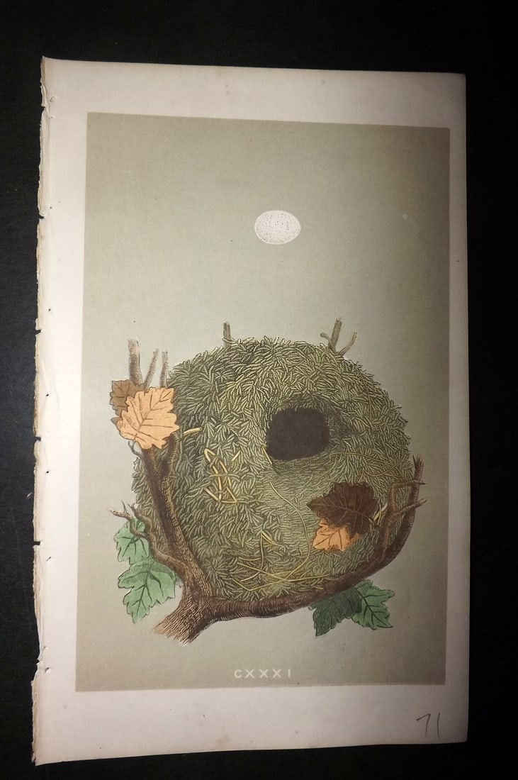 Morris, Francis 1855 Antique Bird Nest & Egg Print. Wren 131: Woodblocks Published 1853-56, London for "A Natural History of the Nests and Eggs of British Birds" First Edition by the Rev. Francis Orpen Morris, printed Benjamin Fawcett. Partial descriptive text o