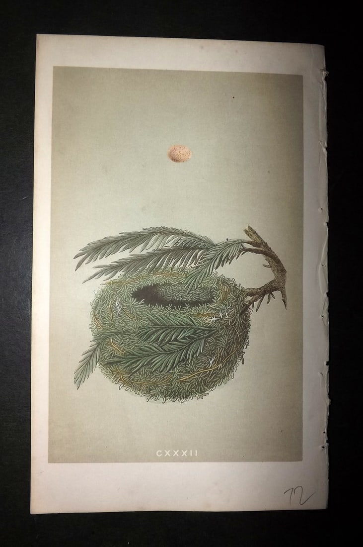 Morris, Francis 1855 Antique Bird Nest & Egg Print. Goldecrest 132: Woodblocks Published 1853-56, London for "A Natural History of the Nests and Eggs of British Birds" First Edition by the Rev. Francis Orpen Morris, printed Benjamin Fawcett. With accompanying descript