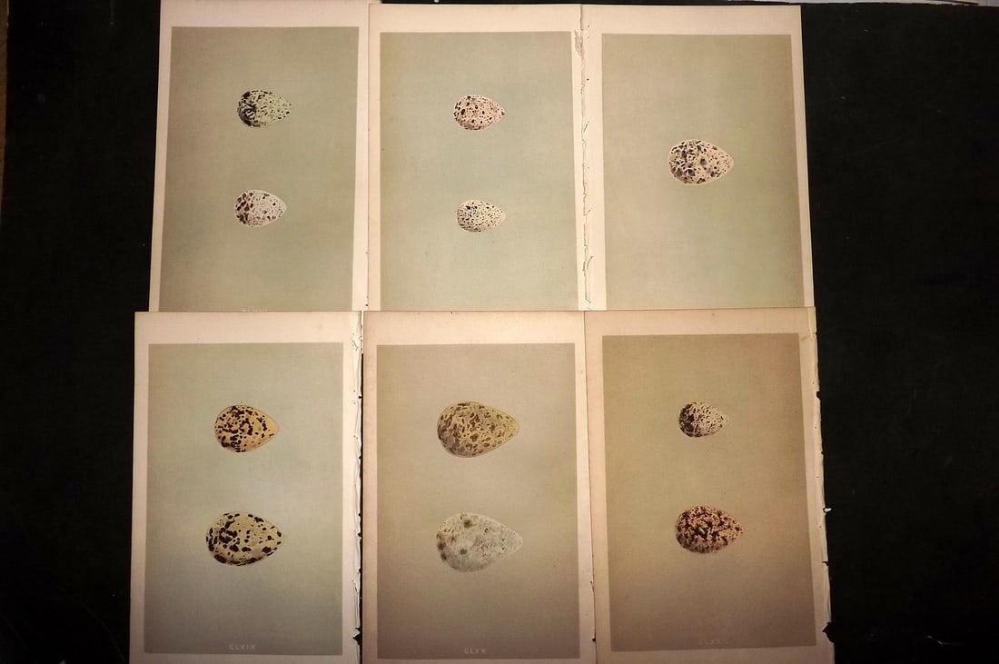 Morris, Francis 1855 Lot of 6 Antique Bird Egg Prints: Woodblocks Published 1853-56, London for "A Natural History of the Nests and Eggs of British Birds" First Edition by the Rev. Francis Orpen Morris, printed Benjamin Fawcett. With accompanying descript