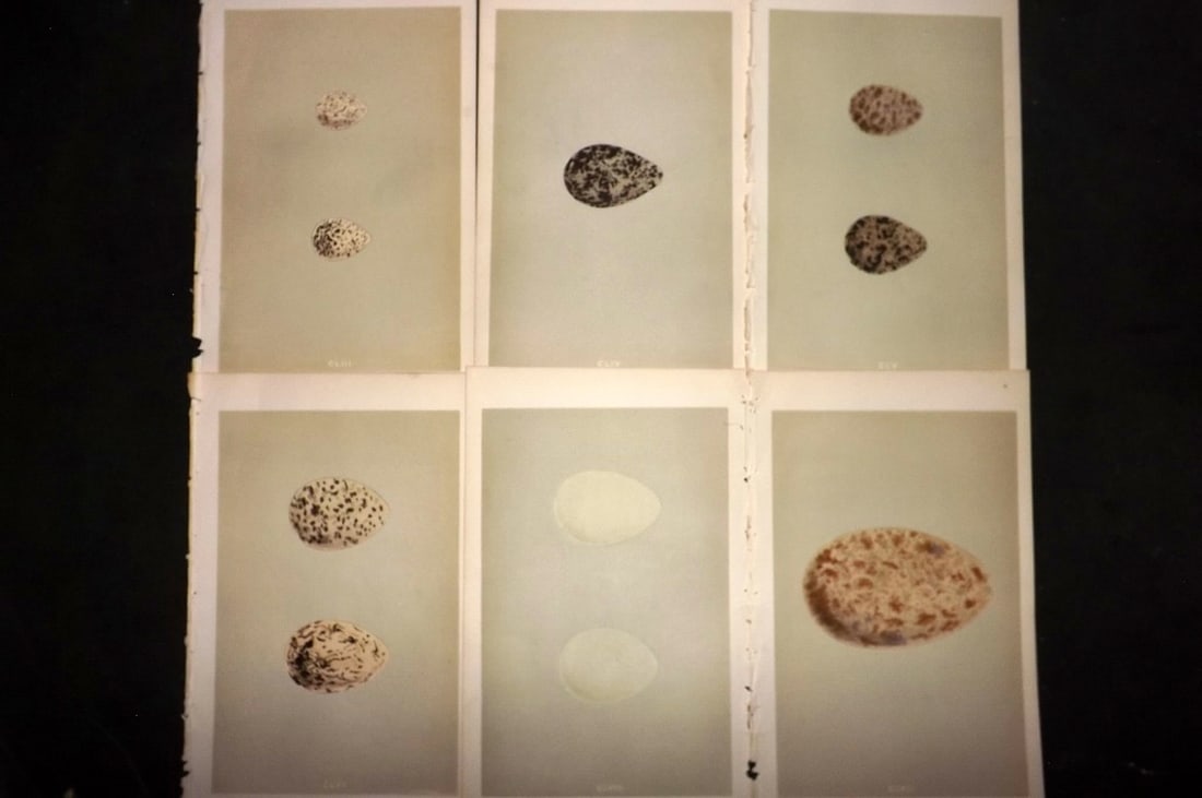 Morris, Francis 1855 Lot of 6 Antique Bird Egg Prints: Woodblocks Published 1853-56, London for "A Natural History of the Nests and Eggs of British Birds" First Edition by the Rev. Francis Orpen Morris, printed Benjamin Fawcett. With accompanying descript