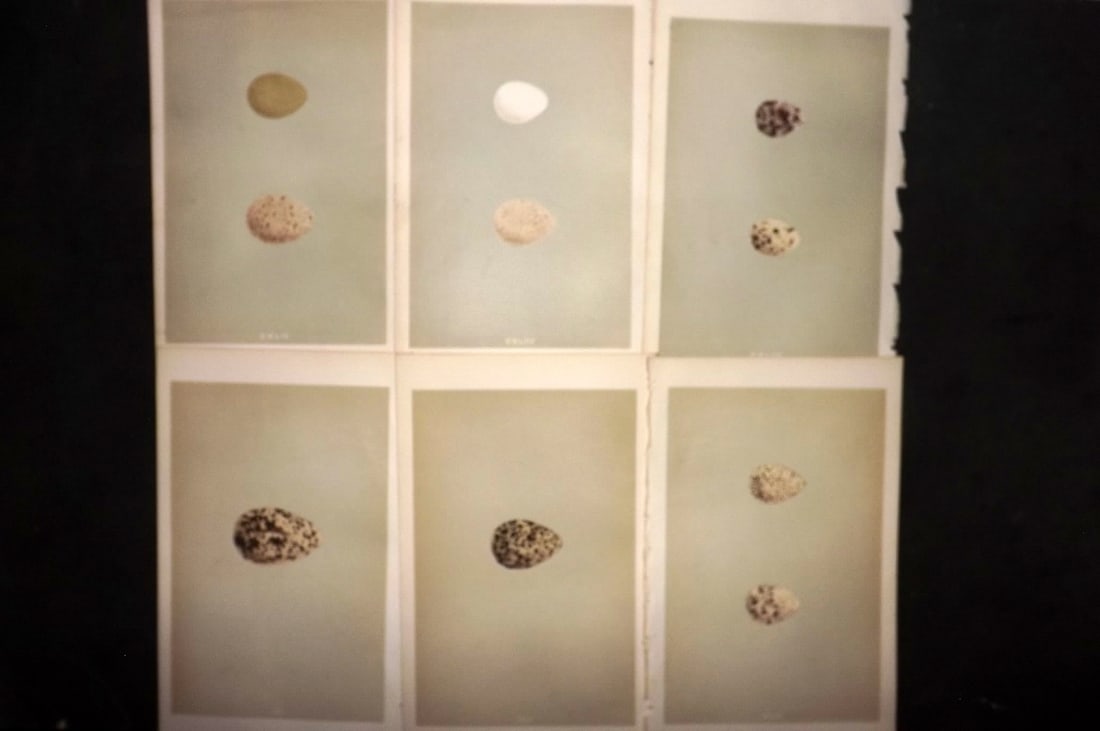 Morris, Francis 1855 Lot of 6 Antique Bird Egg Prints: Woodblocks Published 1853-56, London for "A Natural History of the Nests and Eggs of British Birds" First Edition by the Rev. Francis Orpen Morris, printed Benjamin Fawcett. With accompanying descript