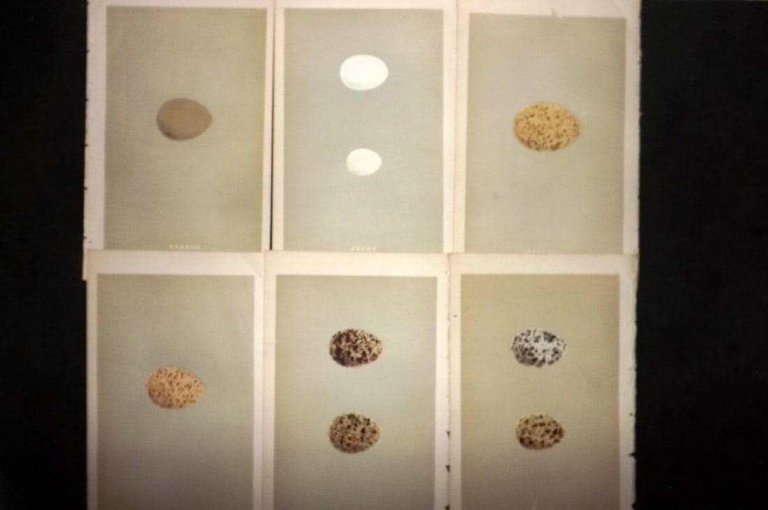 Morris, Francis 1855 Lot of 6 Antique Bird Egg Prints: Woodblocks Published 1853-56, London for "A Natural History of the Nests and Eggs of British Birds" First Edition by the Rev. Francis Orpen Morris, printed Benjamin Fawcett. With accompanying descript