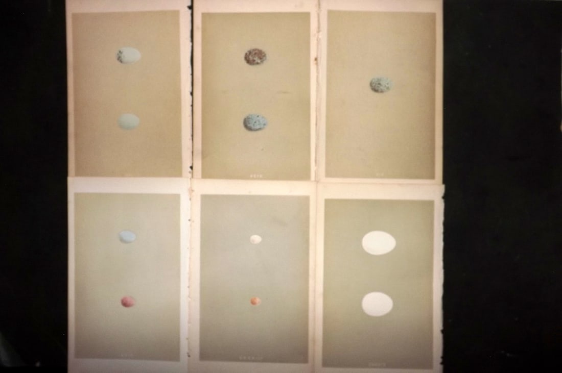 Morris, Francis 1855 Lot of 6 Antique Bird Egg Prints: Woodblocks Published 1853-56, London for "A Natural History of the Nests and Eggs of British Birds" First Edition by the Rev. Francis Orpen Morris, printed Benjamin Fawcett. With accompanying descript