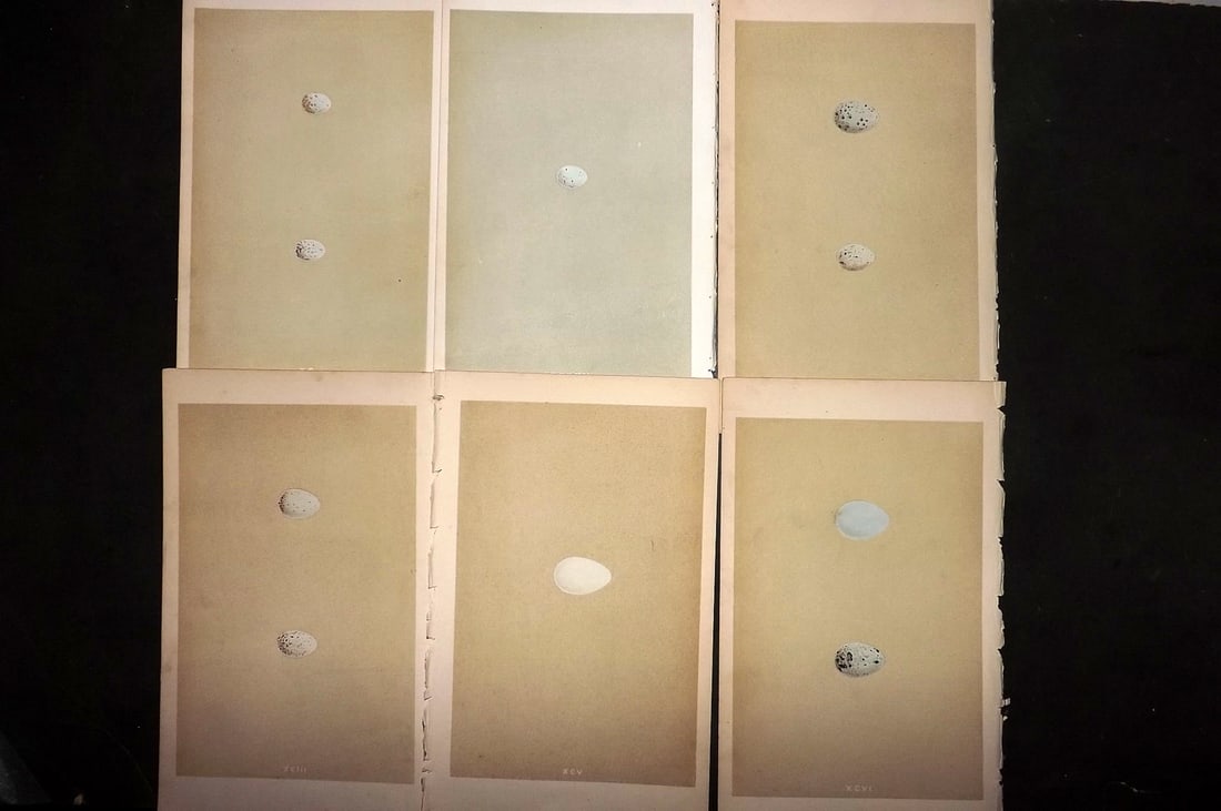 Morris, Francis 1855 Lot of 6 Antique Bird Egg Prints: Woodblocks Published 1853-56, London for "A Natural History of the Nests and Eggs of British Birds" First Edition by the Rev. Francis Orpen Morris, printed Benjamin Fawcett. With accompanying descript