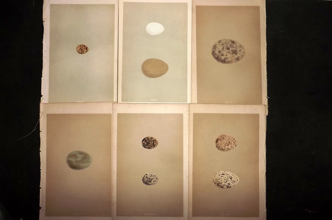 Morris, Francis 1855 Lot of 6 Antique Bird Egg Prints: Woodblocks Published 1853-56, London for "A Natural History of the Nests and Eggs of British Birds" First Edition by the Rev. Francis Orpen Morris, printed Benjamin Fawcett. With accompanying descript