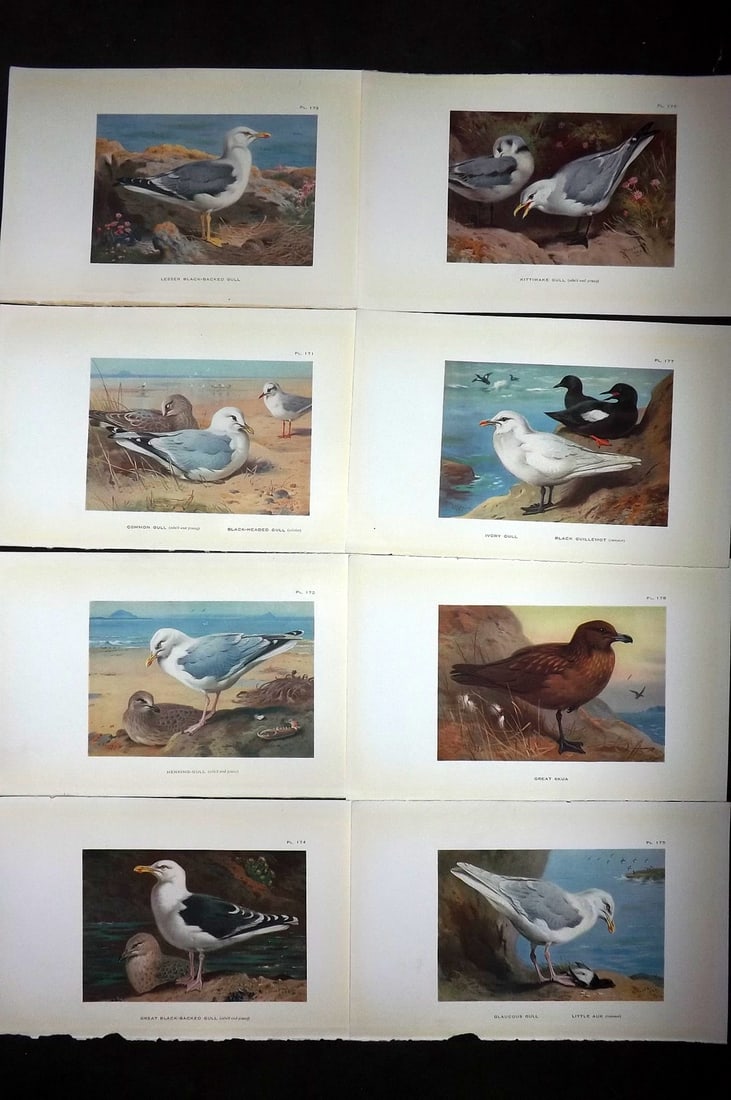 Thorburn, Archibald 1926 Lot of 8 Vintage Bird Prints: Vintage Offset Lithograph Published 1925-26, London for "British Birds" by Archibald Thorburn. Paper Size: 8.5 x 5.5 inch (22 x 14cm)