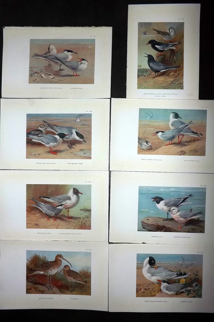 Thorburn, Archibald 1926 Lot of 8 Vintage Bird Prints: Vintage Offset Lithograph Published 1925-26, London for "British Birds" by Archibald Thorburn. Paper Size: 8.5 x 5.5 inch (22 x 14cm)