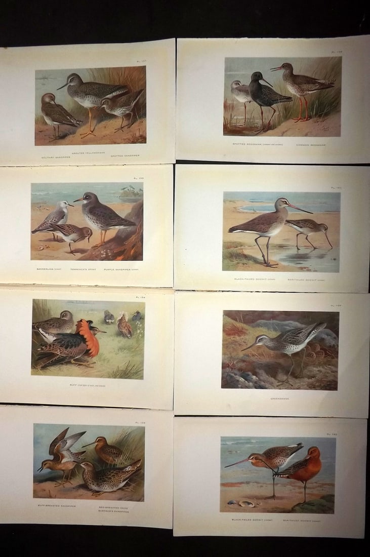 Thorburn, Archibald 1926 Lot of 8 Vintage Bird Prints: Vintage Offset Lithograph Published 1925-26, London for "British Birds" by Archibald Thorburn. Paper Size: 8.5 x 5.5 inch (22 x 14cm)