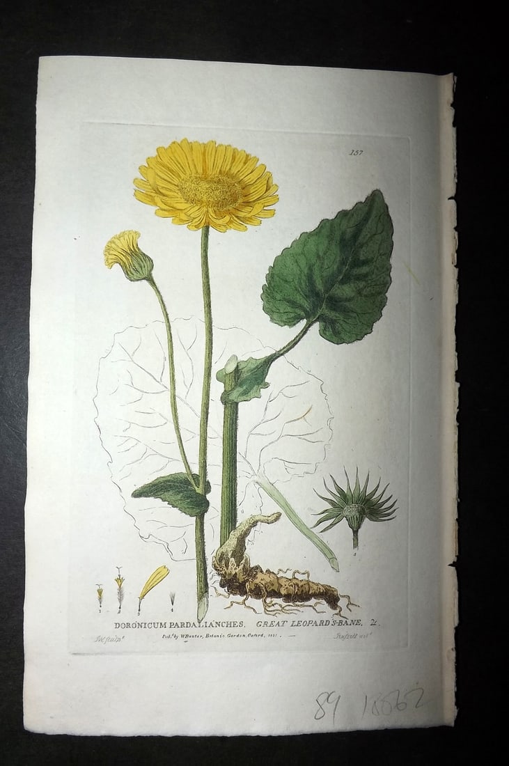 Baxter, William 1835 Hand Col Botanical Print. Great Leopard's Bane 157: Hand Colored Etching Published 1834-43, Oxford for "British Phaenogamous Botany; or, Figures and Descriptions of British Flowering Plants" by William Baxter. Paper Size: 8.5 x 5.5 inch (22 x 14cm) Goo
