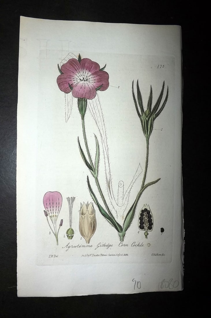 Baxter, William 1836 Hand Col Botanical Print. Corn Cockle 175: Hand Colored Etching Published 1834-43, Oxford for "British Phaenogamous Botany; or, Figures and Descriptions of British Flowering Plants" by William Baxter. Paper Size: 8.5 x 5.5 inch (22 x 14cm) Goo