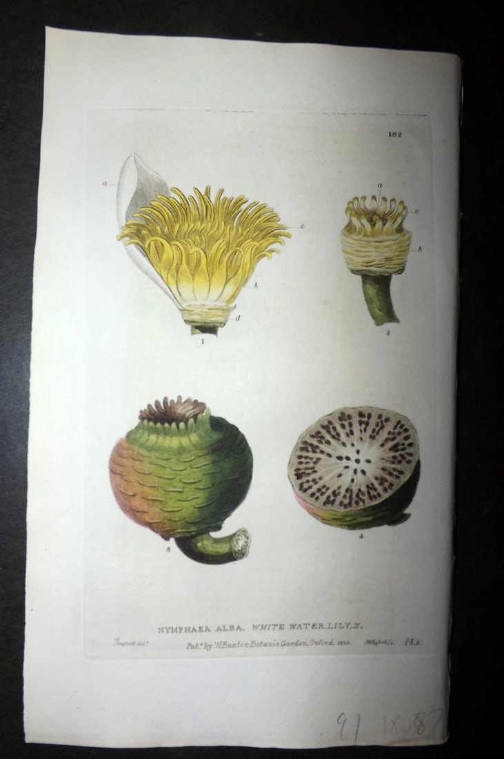 Baxter, William 1836 Hand Col Botanical Print. White Water Lily 182: Hand Colored Etching Published 1834-43, Oxford for "British Phaenogamous Botany; or, Figures and Descriptions of British Flowering Plants" by William Baxter. Paper Size: 8.5 x 5.5 inch (22 x 14cm) Goo