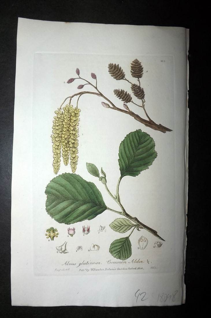 Baxter, William 1836 Hand Col Botanical Print. Common Alder 193: Hand Colored Etching Published 1834-43, Oxford for "British Phaenogamous Botany; or, Figures and Descriptions of British Flowering Plants" by William Baxter. Paper Size: 8.5 x 5.5 inch (22 x 14cm) Goo