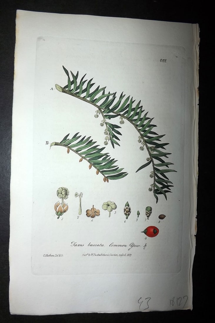 Baxter, William 1836 Hand Col Botanical Print. Common Yew 222: Hand Colored Etching Published 1834-43, Oxford for "British Phaenogamous Botany; or, Figures and Descriptions of British Flowering Plants" by William Baxter. Paper Size: 8.5 x 5.5 inch (22 x 14cm) Goo