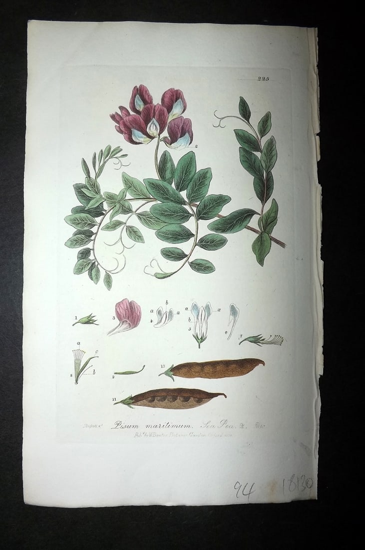 Baxter, William 1836 Hand Col Botanical Print. Sea Pea 225: Hand Colored Etching Published 1834-43, Oxford for "British Phaenogamous Botany; or, Figures and Descriptions of British Flowering Plants" by William Baxter. Paper Size: 8.5 x 5.5 inch (22 x 14cm) Goo
