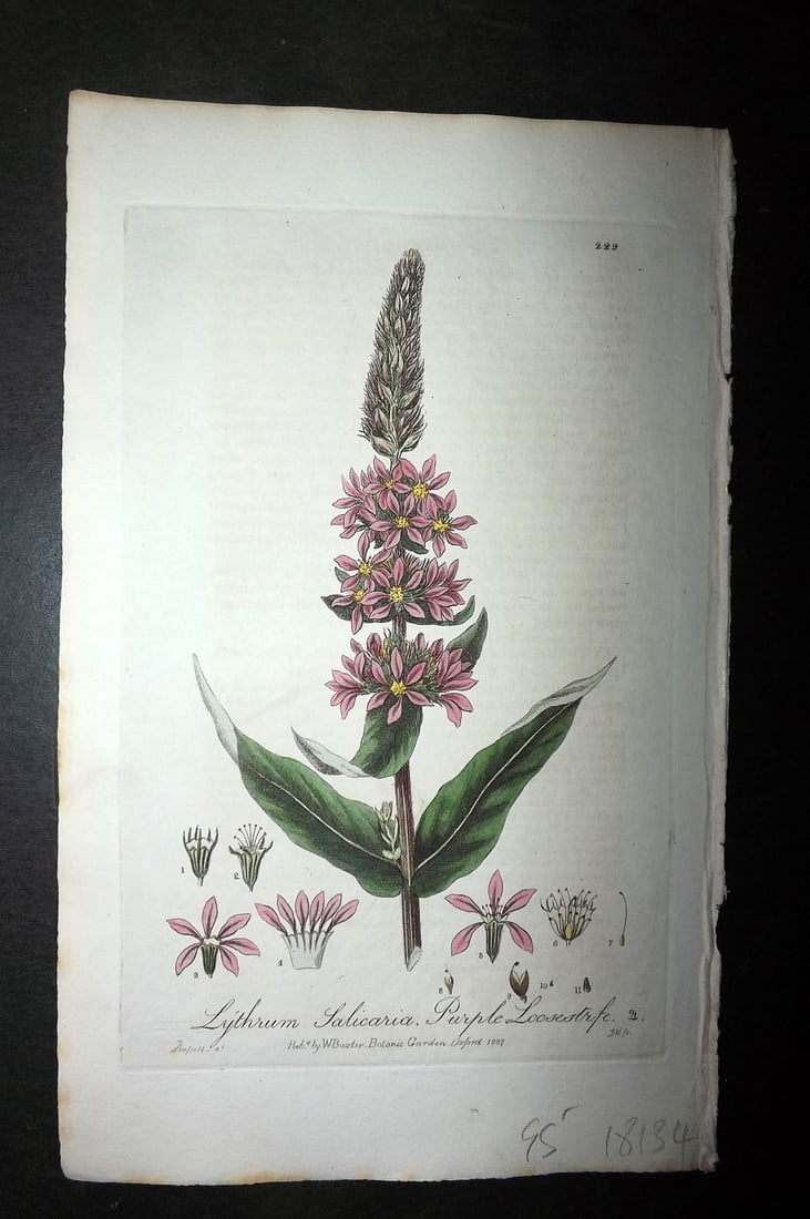 Baxter, William 1836 Hand Col Botanical Print. Purple Loosestrife 229: Hand Colored Etching Published 1834-43, Oxford for "British Phaenogamous Botany; or, Figures and Descriptions of British Flowering Plants" by William Baxter. Paper Size: 8.5 x 5.5 inch (22 x 14cm) Goo