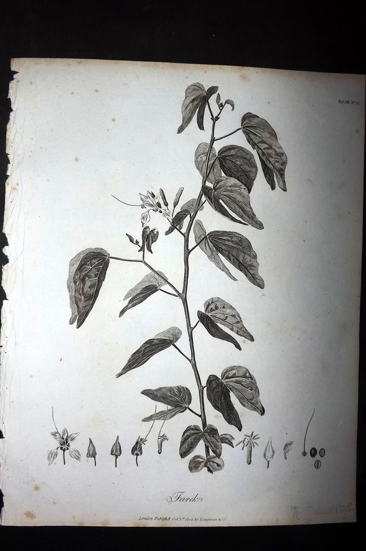Bruce, James 1813 Antique Botanical Print. Farek: Copper Plate Published 1813, Edinburgh for "Travels to discover the source of the Nile" by James Bruce. Paper Size: 12 x 9 inch (30 x 23cm) Very minor toning. Good Condition