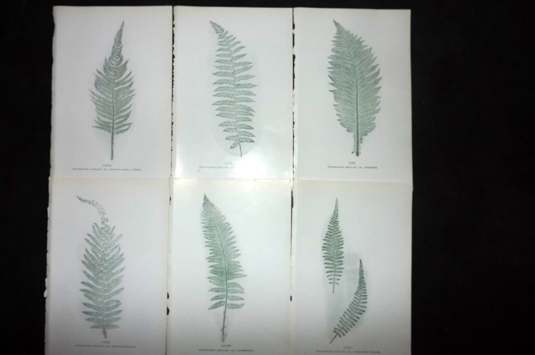 Druery, Charles C1910 Lot of 6 Nature Printed Ferns: Nature Printed Offset Lithographs Published C1910, London for "British Ferns and Their Varieties" by Charles Druery. Paper Size: 8.5 x 5 inch (22 x 13cm) Unrelated text to reverse. Good Condition