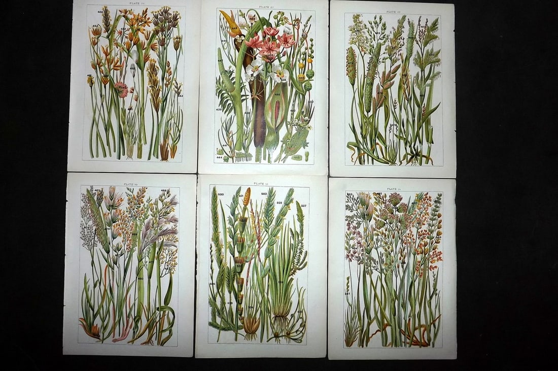 Gordon, W. J. C1900 Lot of 6 Antique Botanical Prints: Chromolithograph Published C1900, London for the "Our Country's" Series by W. J. Gordon. Paper Size: 7.5 x 5 inch (19 x 13cm) Good Condition