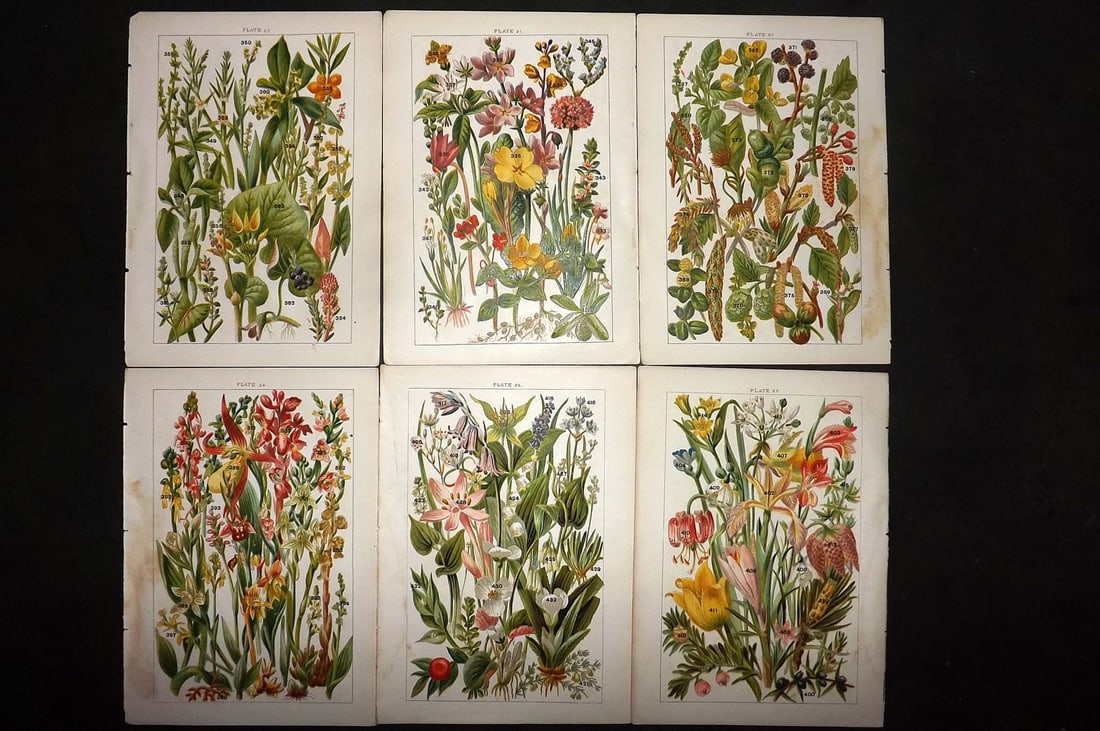 Gordon, W. J. C1900 Lot of 6 Antique Botanical Prints: Chromolithograph Published C1900, London for the "Our Country's" Series by W. J. Gordon. Paper Size: 7.5 x 5 inch (19 x 13cm) Good Condition