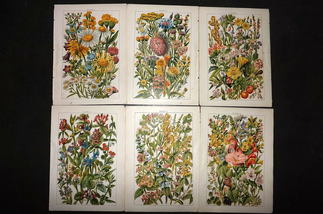 Gordon, W. J. C1900 Lot of 6 Antique Botanical Prints: Chromolithograph Published C1900, London for the "Our Country's" Series by W. J. Gordon. Paper Size: 7.5 x 5 inch (19 x 13cm) Good Condition