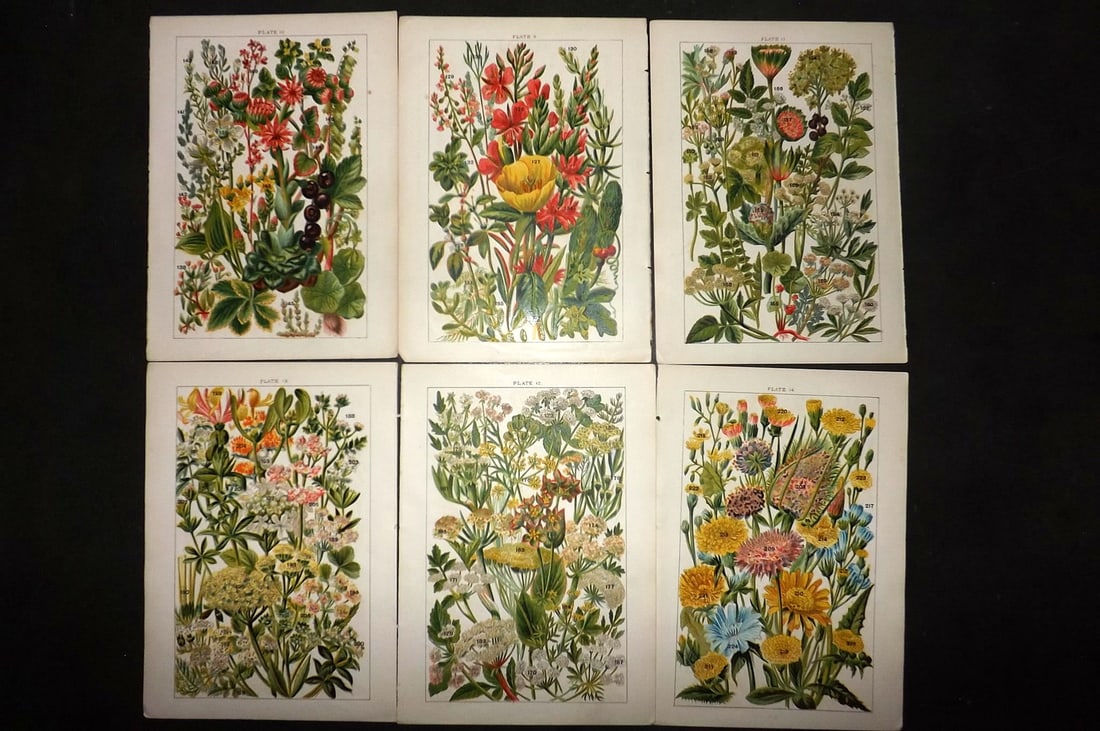 Gordon, W. J. C1900 Lot of 6 Antique Botanical Prints: Chromolithograph Published C1900, London for the "Our Country's" Series by W. J. Gordon. Paper Size: 7.5 x 5 inch (19 x 13cm) Good Condition