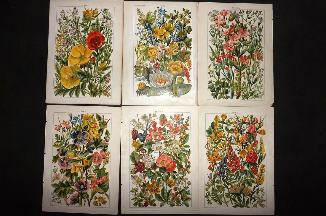 Gordon, W. J. C1900 Lot of 6 Antique Botanical Prints: Chromolithograph Published C1900, London for the "Our Country's" Series by W. J. Gordon. Paper Size: 7.5 x 5 inch (19 x 13cm) Good Condition