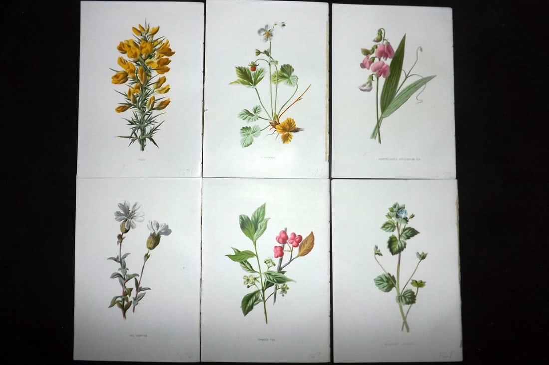 Hulme, Edward 1878 Lot of 6 Botanical Prints. 1st Ed. Wild Flowers: Chromolithographs Published C1880, London for "Familiar Garden Flowers" First Edition by F. Edward Hulme & Shirley Hibberd. Paper Size: 7.5 x 5 inch (19 x 13cm) Good Condition