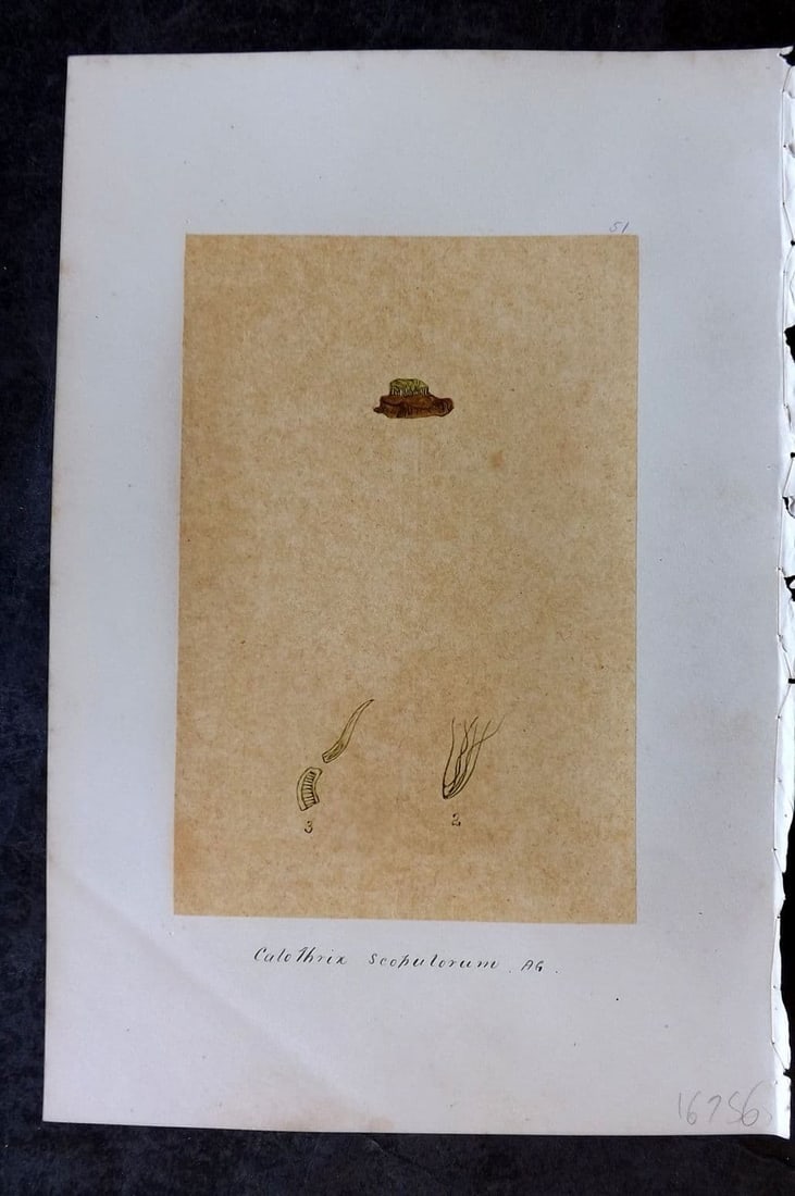 Original Art C1875 Seaweed. Calothrix Scopulorum 51: Antique Pen, Ink and/or Watercolour Made in C1875, England for a privately created work on British Seaweeds by an unknown but Gifted Artist. Each drawing with accompanying descriptive manuscript plate