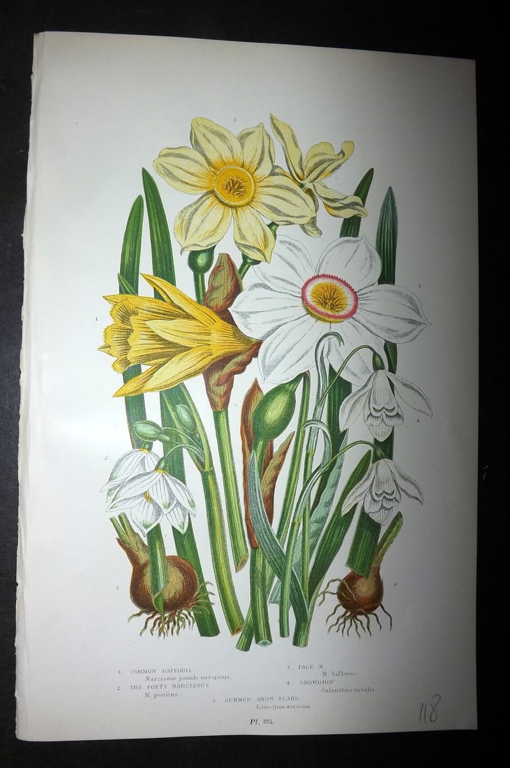 Pratt, Anne 1899 Antique Botanical Print. Daffodil Narcissus Snowdrop: Chromolithographs Published 1899-1905, London for "The Flowering Plants and Ferns of Great Britain" by Anne Pratt. Paper Size: 9.5 x 6 inch (24 x 16cm) Good Condition