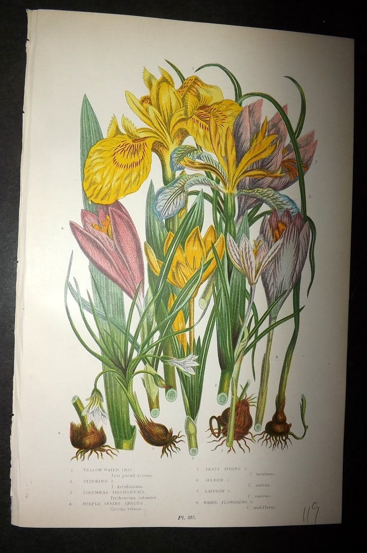 Pratt, Anne 1899 Antique Botanical Print. Iris Crocus: Chromolithographs Published 1899-1905, London for "The Flowering Plants and Ferns of Great Britain" by Anne Pratt. Paper Size: 9.5 x 6 inch (24 x 16cm) Good Condition