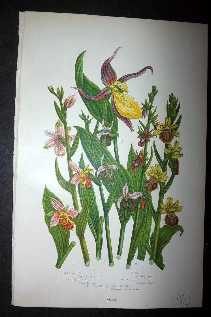 Pratt, Anne 1899 Antique Botanical Print. Ladies Slipper, Orchids: Chromolithographs Published 1899-1905, London for "The Flowering Plants and Ferns of Great Britain" by Anne Pratt. Paper Size: 9.5 x 6 inch (24 x 16cm) Good Condition